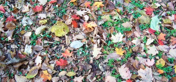 Autumn Leaves at Radnor Lake